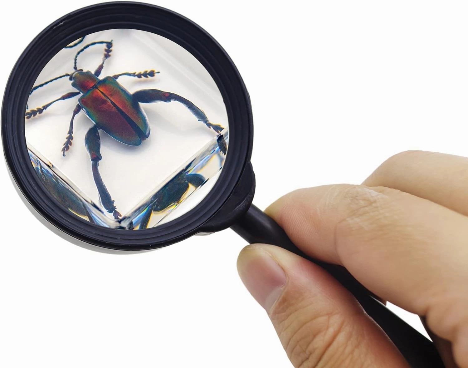 6 PCS Resin Insect Specimen Set, Butterfly, Jewel Frog Beetle, Silk Moth, Chafer, Stinkbug, Wasp, Science Education Toy for Kids