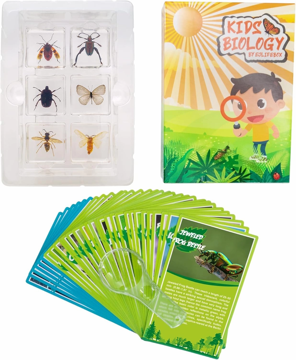 6 PCS Resin Insect Specimen Set, Butterfly, Jewel Frog Beetle, Silk Moth, Chafer, Stinkbug, Wasp, Science Education Toy for Kids