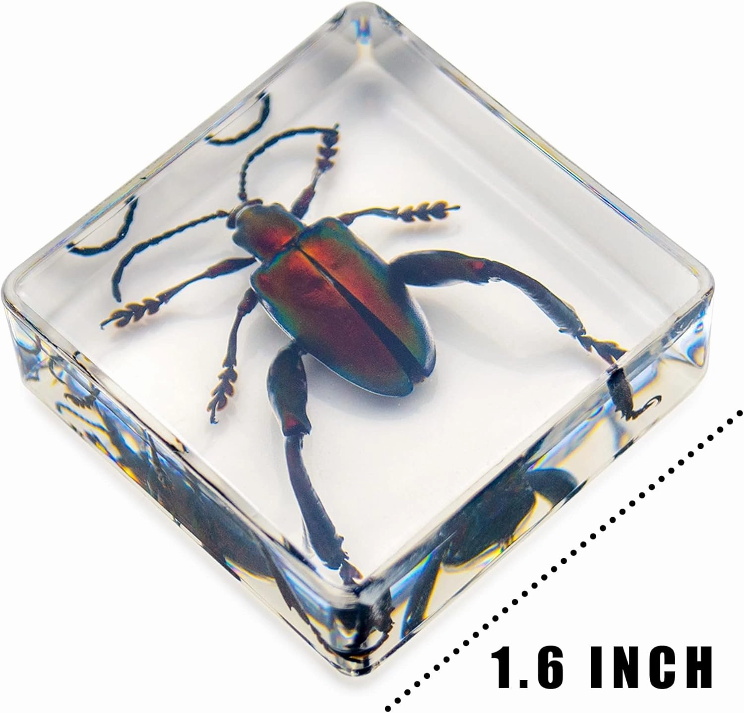 6 PCS Resin Insect Specimen Set, Butterfly, Jewel Frog Beetle, Silk Moth, Chafer, Stinkbug, Wasp, Science Education Toy for Kids