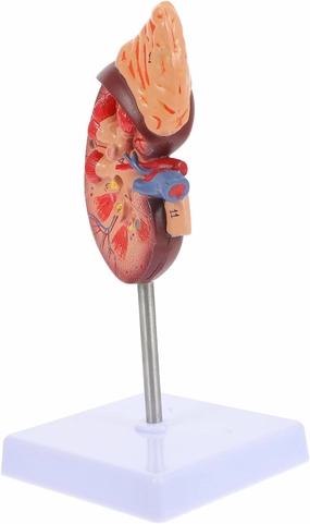 BESPORTBLE Life Biology Demonstration for Education Material for Medical and Health Class Teaching