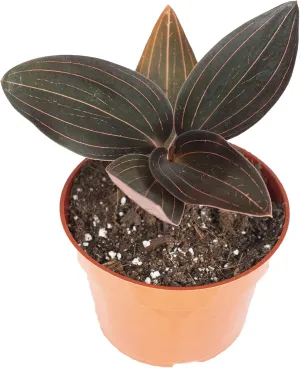Black Jewel Orchid (Ludisia discolor): A Stunning Orchid with Velvety Dark Leaves and Intricate Veining 4 inch Pot from California Tropicals