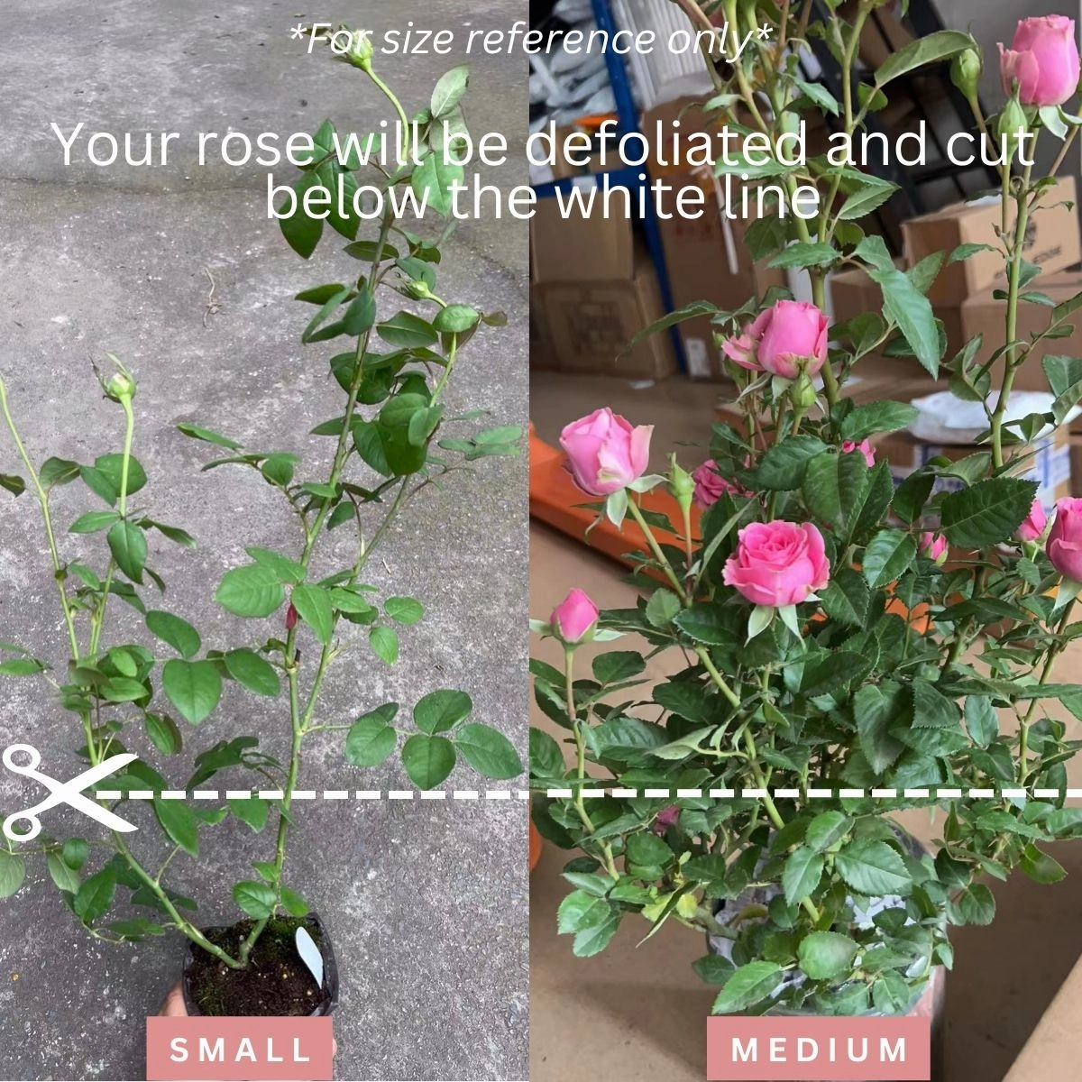 Black Gold French Florist Hybrid Tea Rose