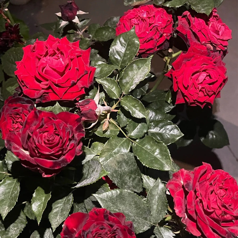Black Gold French Florist Hybrid Tea Rose
