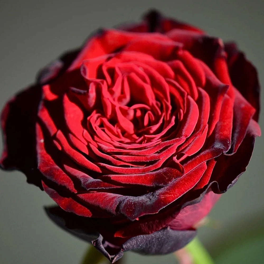 Black Gold French Florist Hybrid Tea Rose
