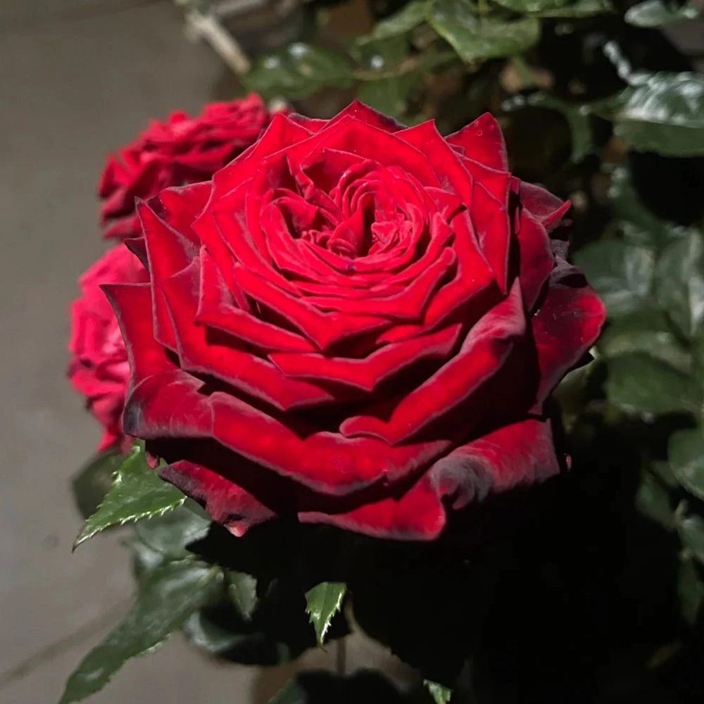 Black Gold French Florist Hybrid Tea Rose