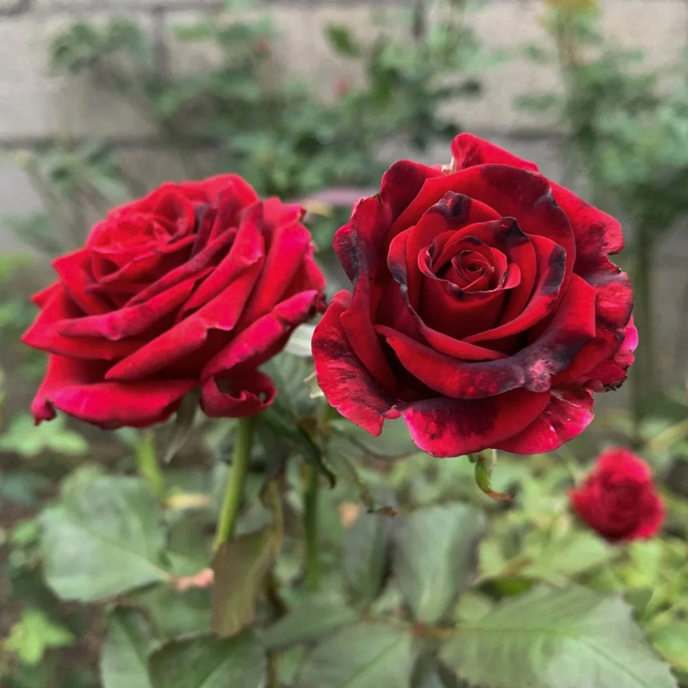 Black Gold French Florist Hybrid Tea Rose