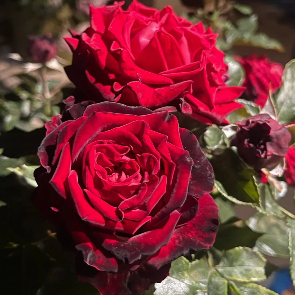 Black Gold French Florist Hybrid Tea Rose