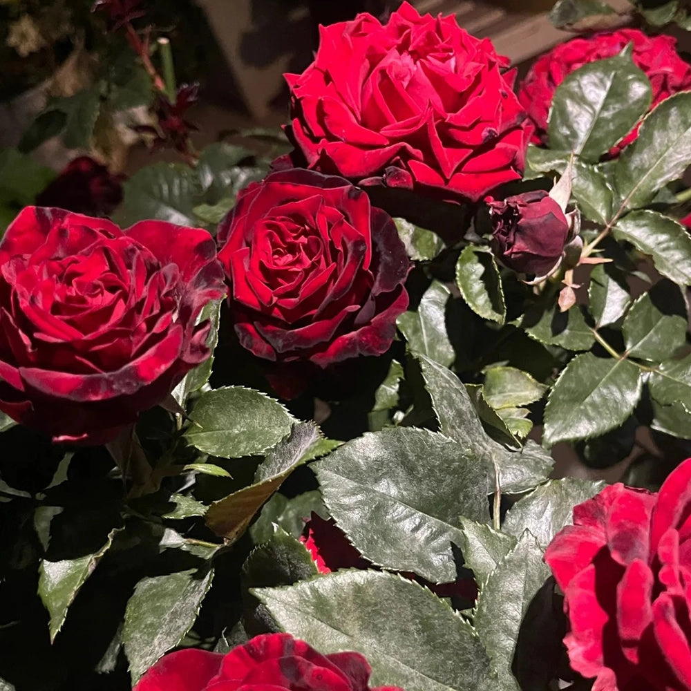 Black Gold French Florist Hybrid Tea Rose