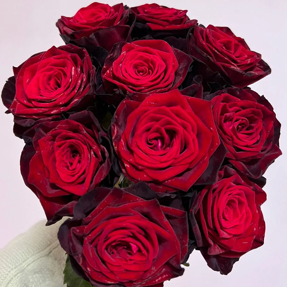 Black Gold French Florist Hybrid Tea Rose