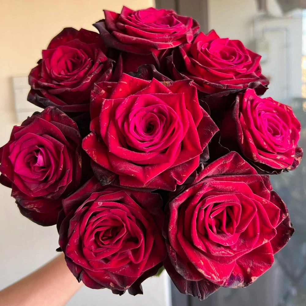 Black Gold French Florist Hybrid Tea Rose