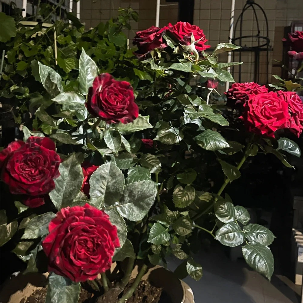 Black Gold French Florist Hybrid Tea Rose