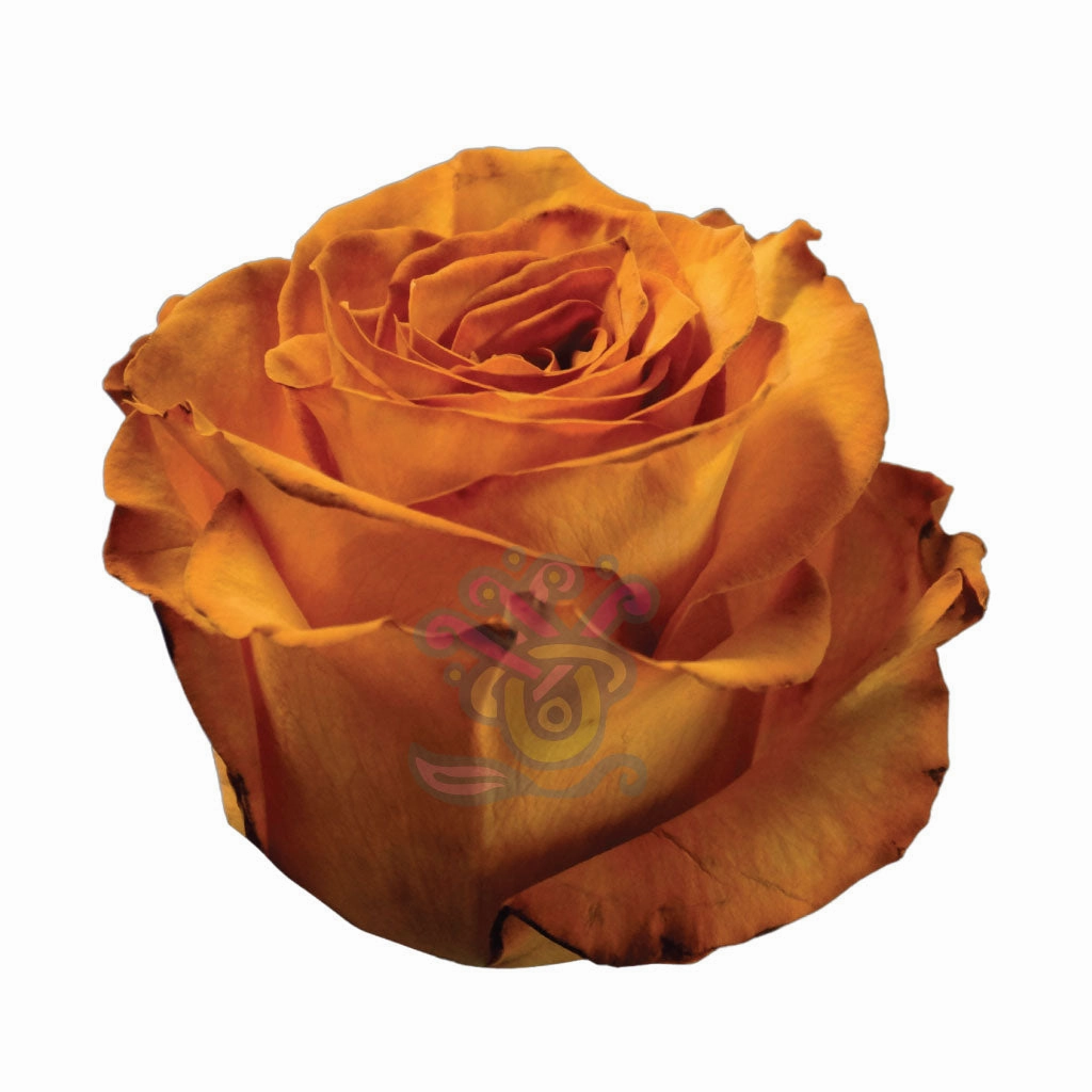 Golden Fall Tinted Roses