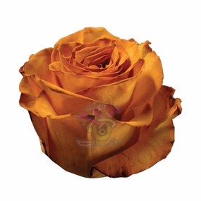 Golden Fall Tinted Roses