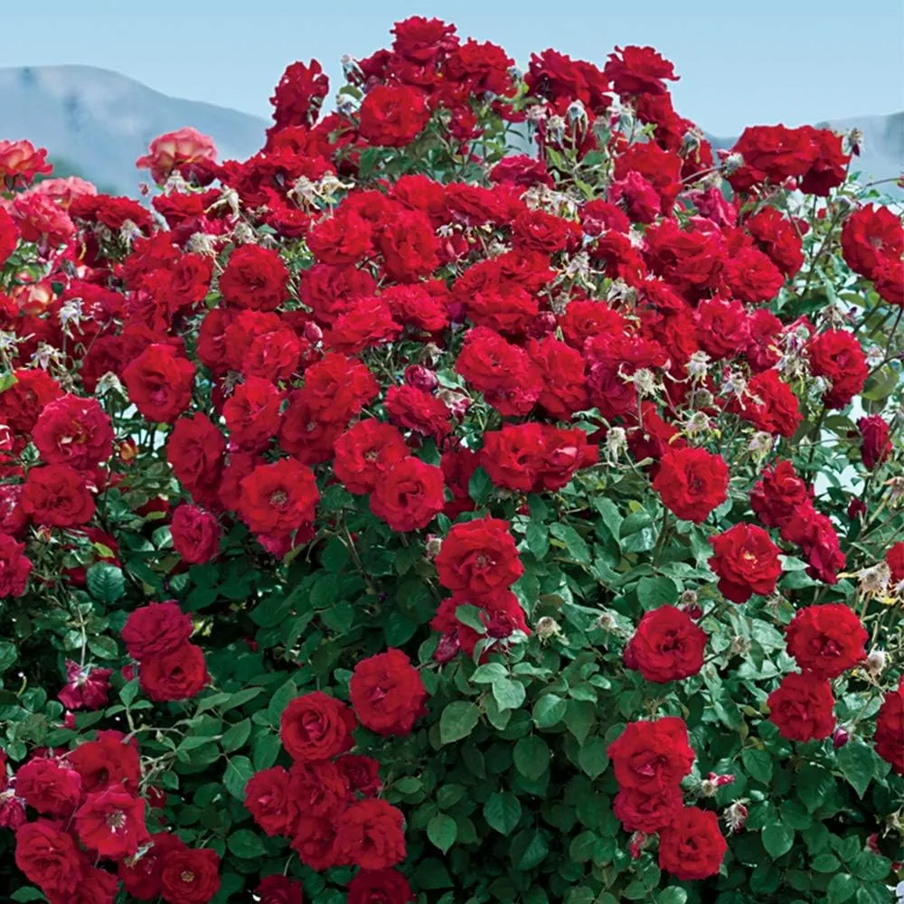 Heirloom Roses Rose Plant - Oh My!™ Red Rose Bush, Floribunda Live Plant for Planting Outdoors