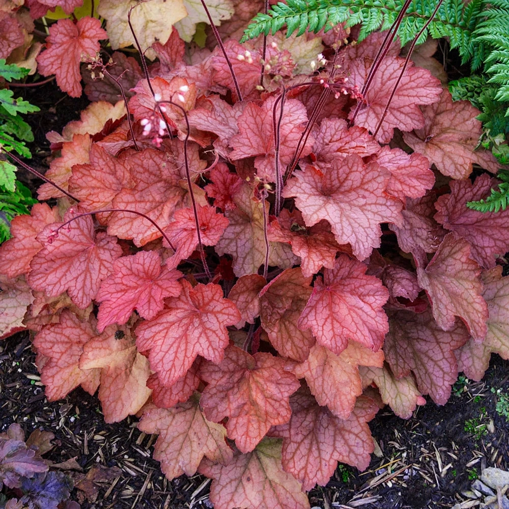 Heuchera Georgia Peach