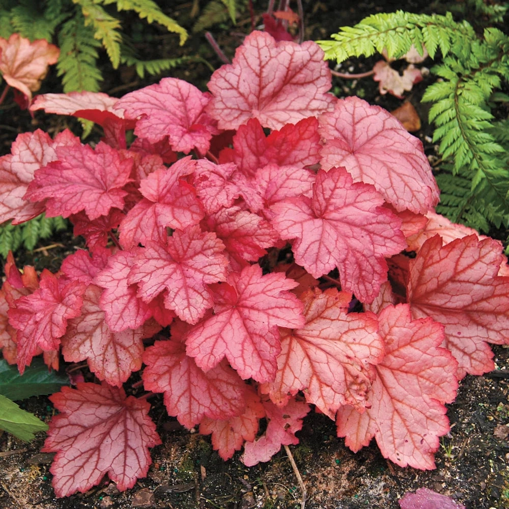 Heuchera Georgia Peach