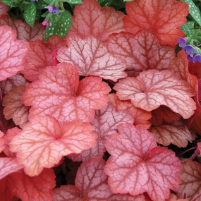 Heuchera Georgia Peach