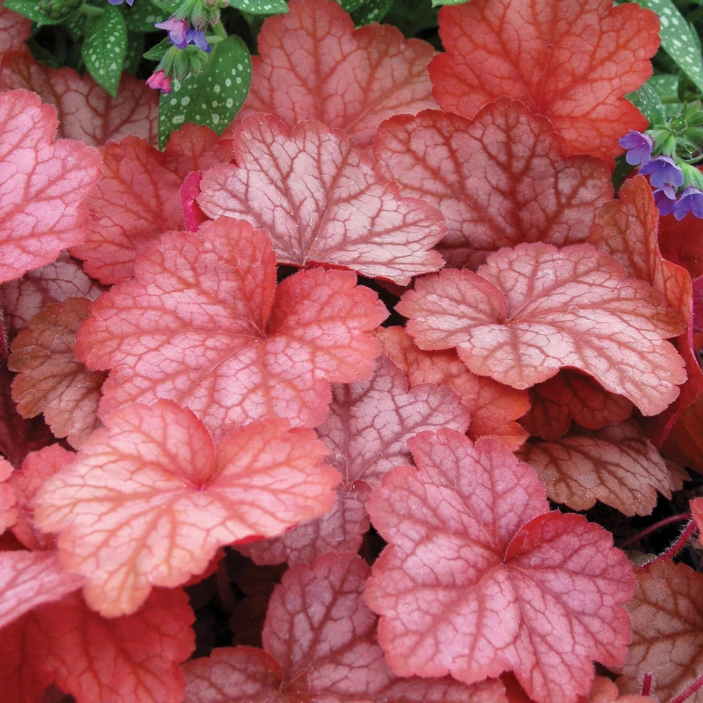 Heuchera Georgia Peach