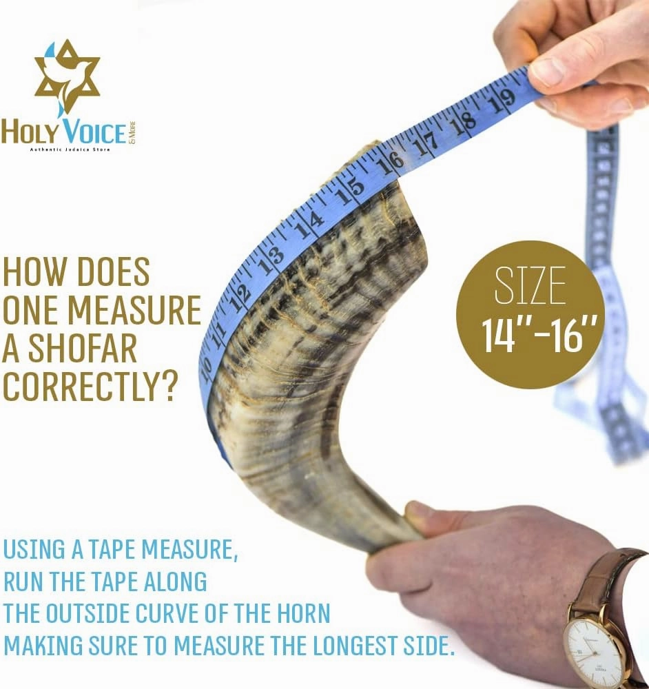 Holy Voice Kosher Ram Shofar Horn from Israel Traditional Half Polished, Holy Land Ancient Jewish Musical Instrument, Smooth Mouthpiece for Easy Blowing, Clear Sound Shofar (14"-16")