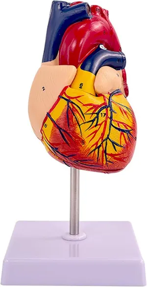Human Heart Model - Life Size 2 Parts Medical Teaching Model,with 34 Accurate Digital Identification, Magnetic Design, Mounted Display Base, Product Manual Card, for Classroom, Study (1:1 Life Size)