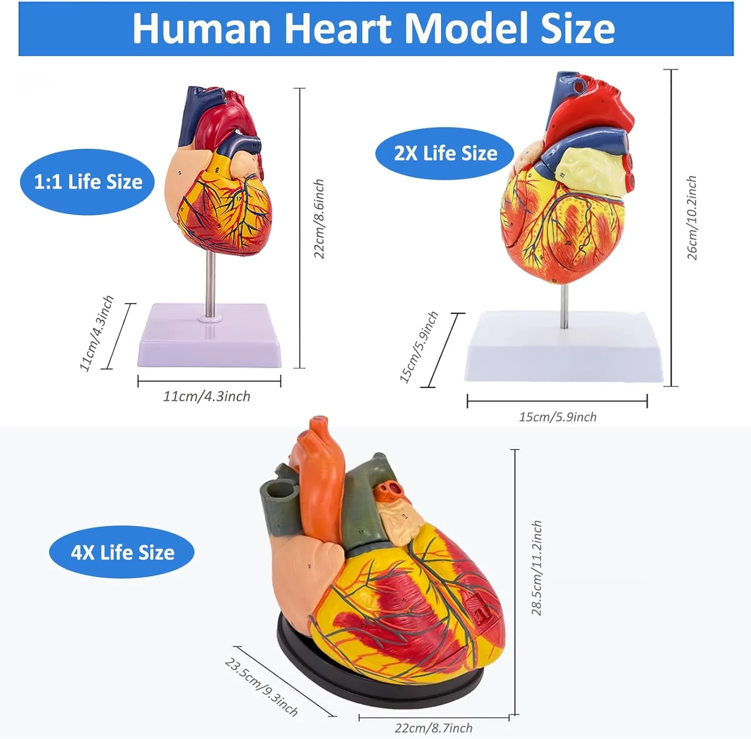 Human Heart Model - Life Size 2 Parts Medical Teaching Model,with 34 Accurate Digital Identification, Magnetic Design, Mounted Display Base, Product Manual Card, for Classroom, Study (1:1 Life Size)