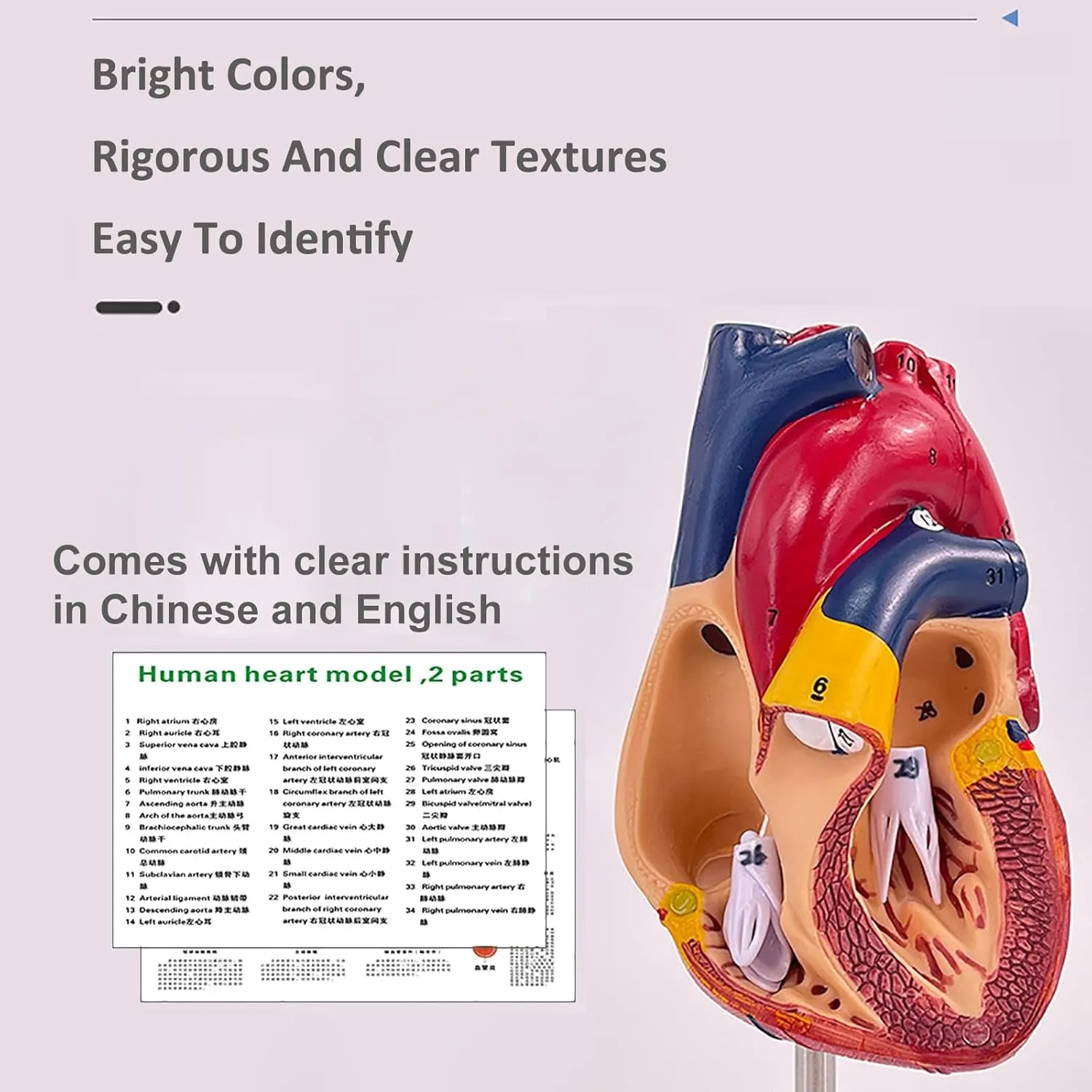 Human Heart Model - Life Size 2 Parts Medical Teaching Model,with 34 Accurate Digital Identification, Magnetic Design, Mounted Display Base, Product Manual Card, for Classroom, Study (1:1 Life Size)