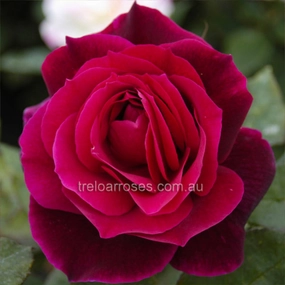 Mister Lincoln Bush Rose