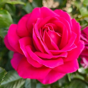 Nothing But Class™ Hybrid Tea Rose