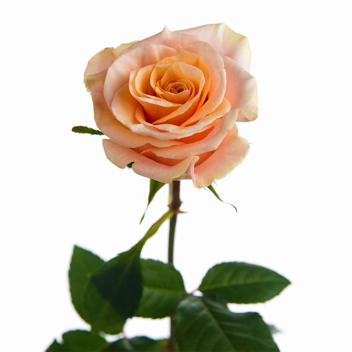 Phoenix Garden Rose