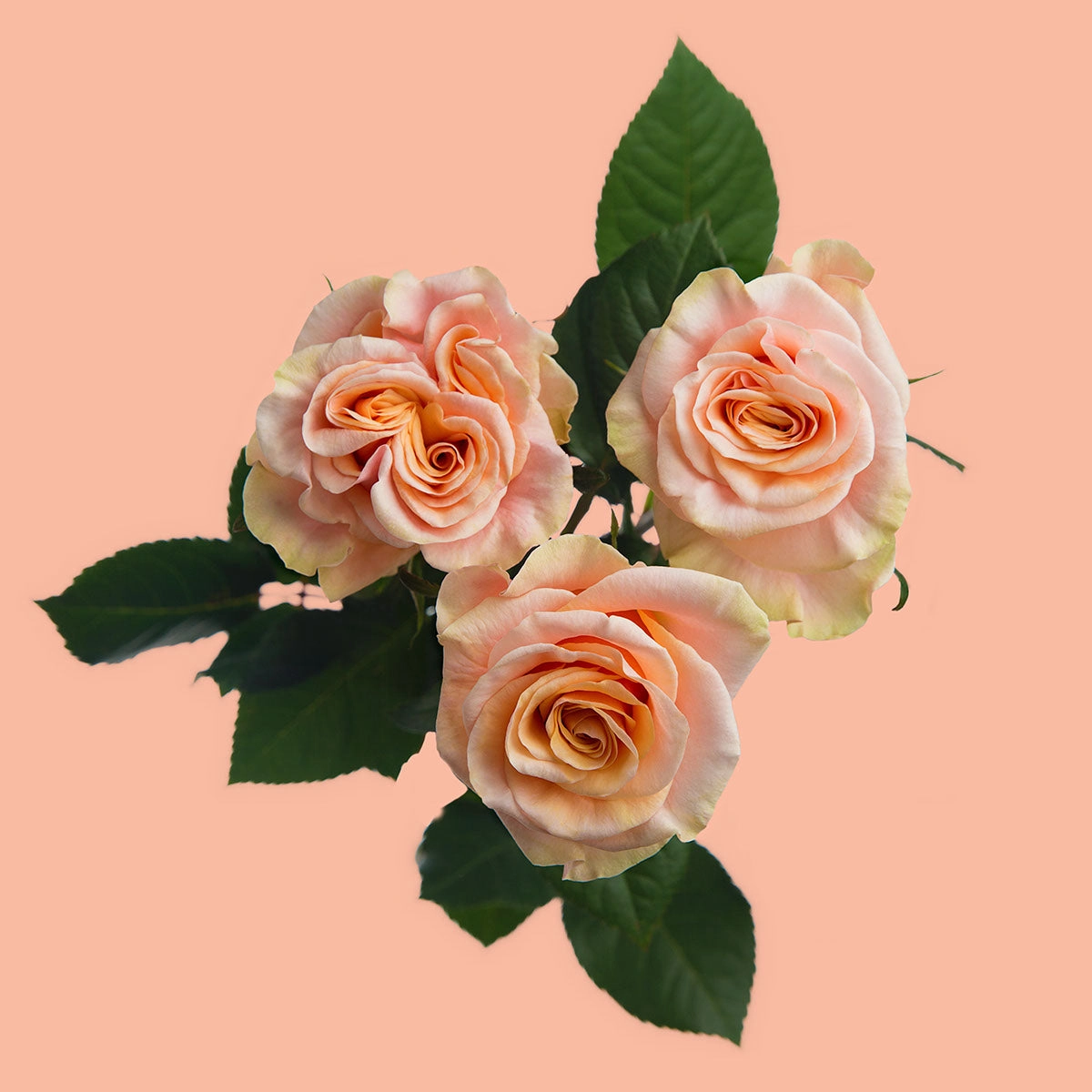 Phoenix Garden Rose