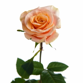 Phoenix Garden Rose