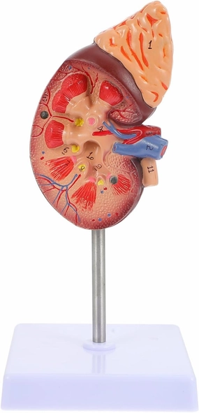 Realistic Human Organ Model Kidney Dissection Prop for School Education and
