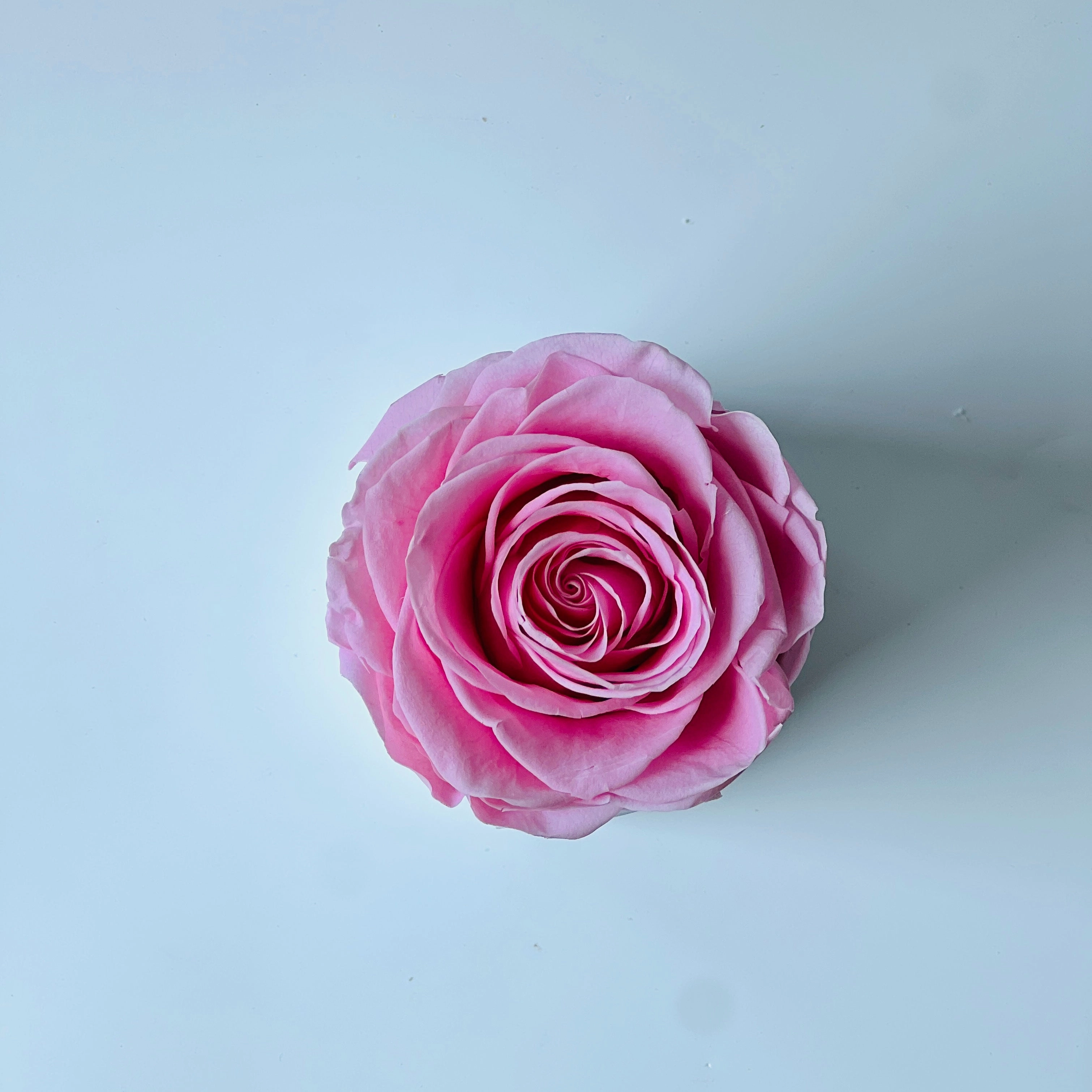 Solo Blush