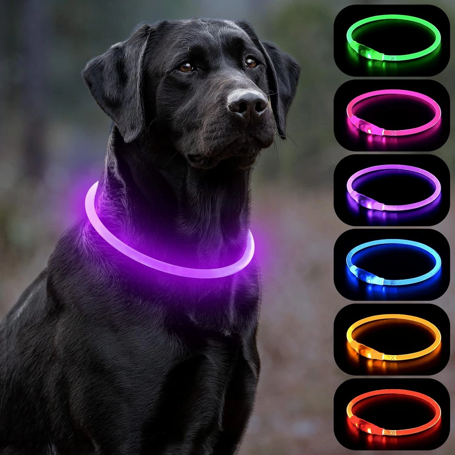 VELVETY VIOLET | LED Dog Halo Collar