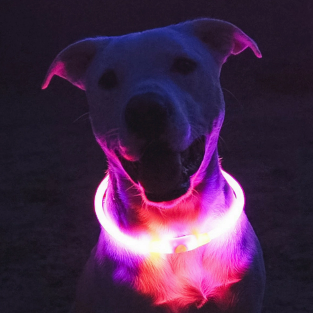 VELVETY VIOLET | LED Dog Halo Collar